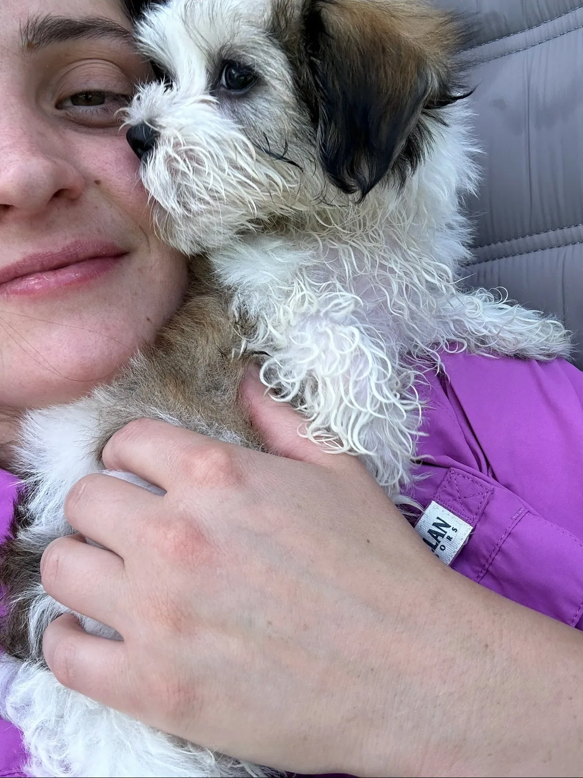 A close cuddle with a soft gray-and-white Havanese puppy