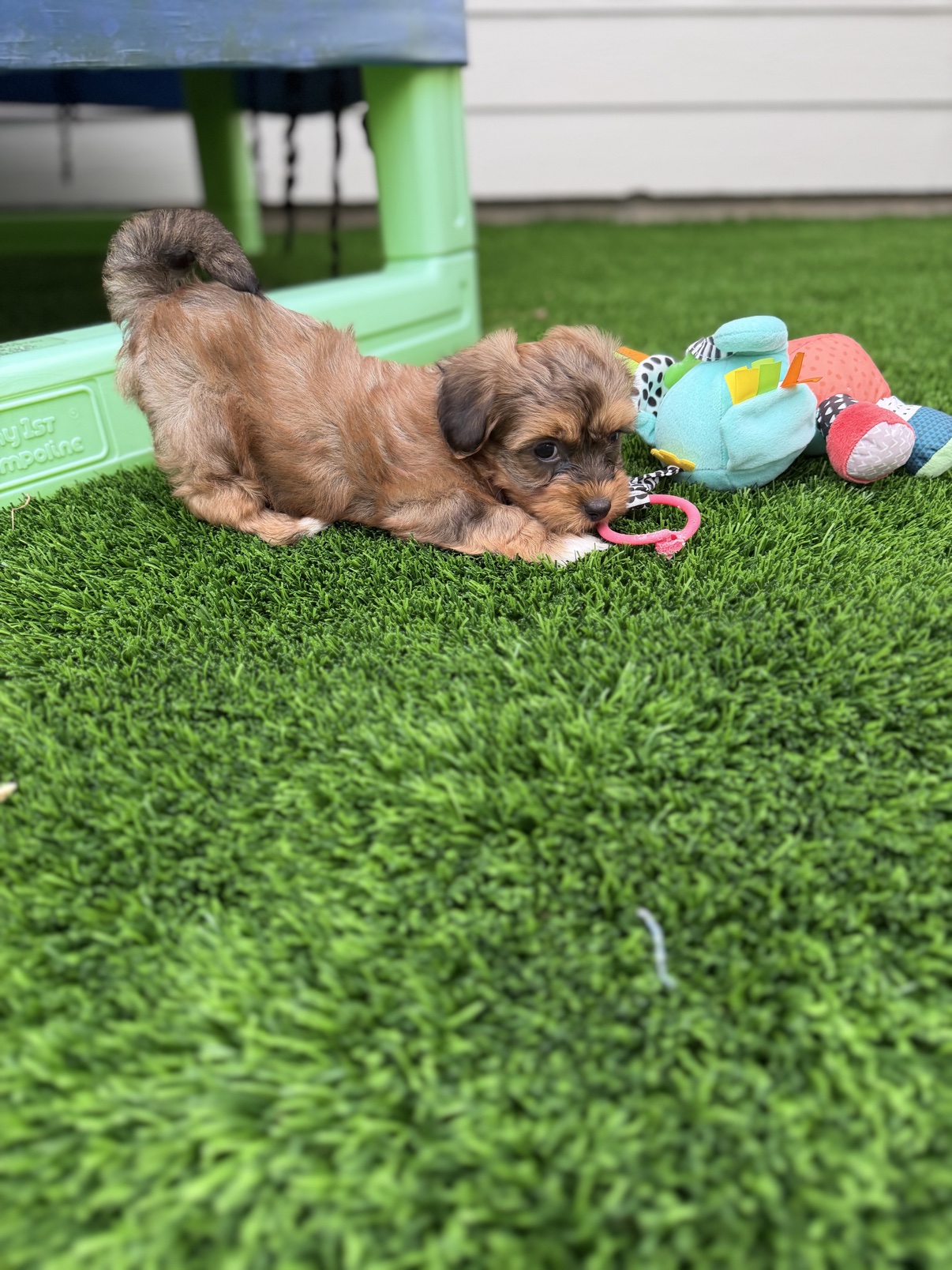 Blaze, a red sable Havanese puppy, lying on the grass chewing a toy