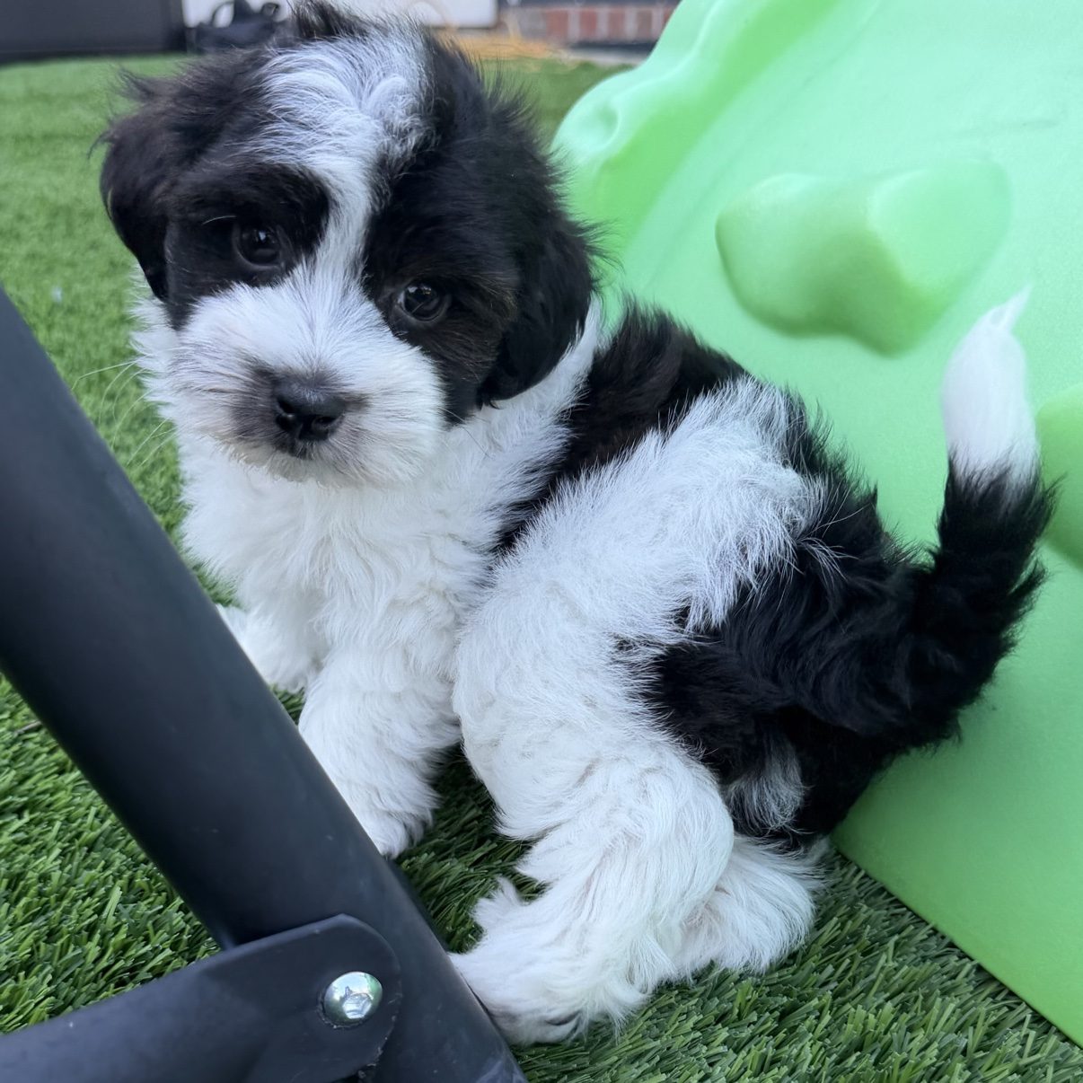 Biscuit looking at the camera outdoors