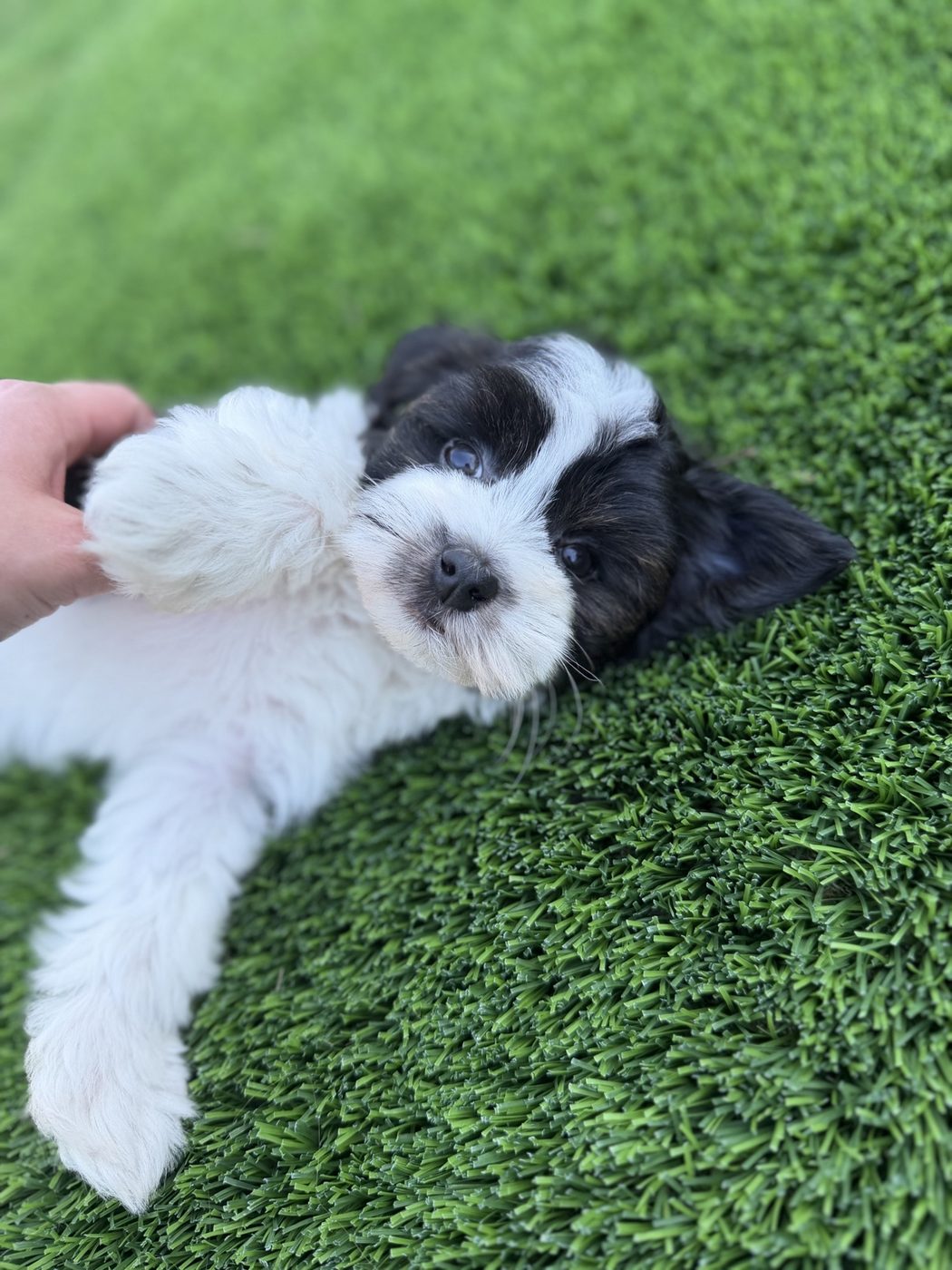 Biscuit lying playfully on the grass