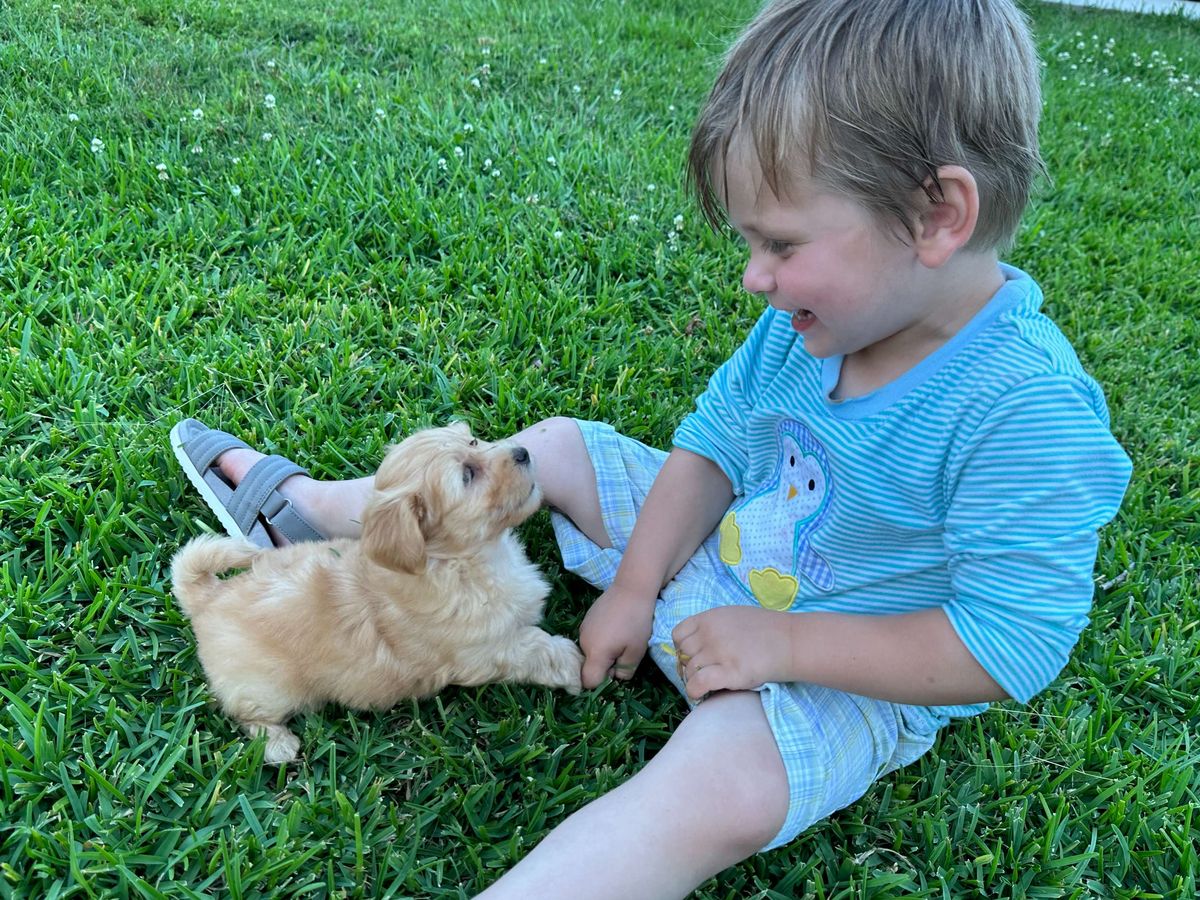 Southern Silks family, puppies, and program history