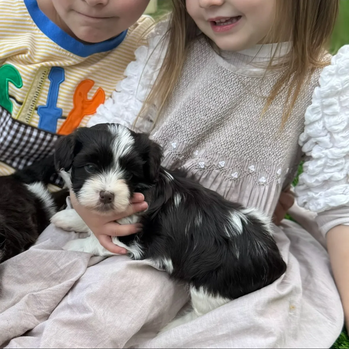 A black-and-white Havanese puppy resting in a child's lap