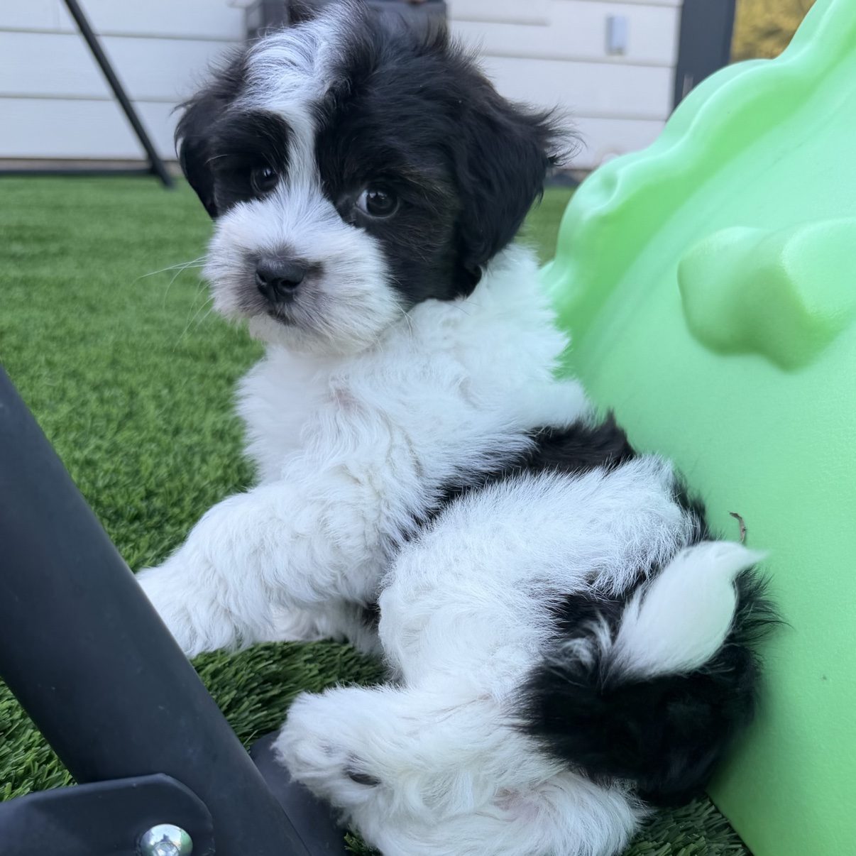 Biscuit, a black-and-white Havanese puppy with red highlights, sitting by a green play structure