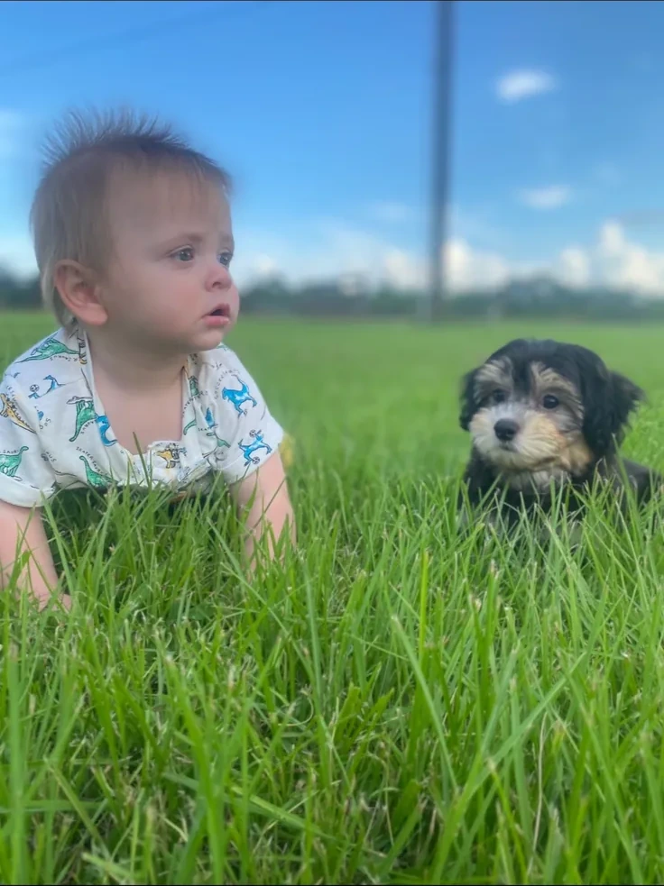 A baby and a Havanese puppy meeting in the grass