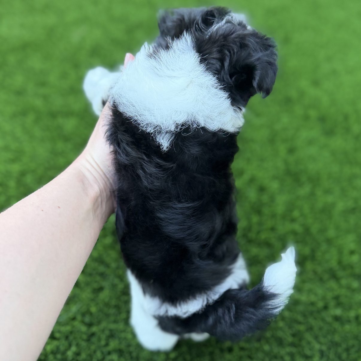 Benny being gently held outdoors