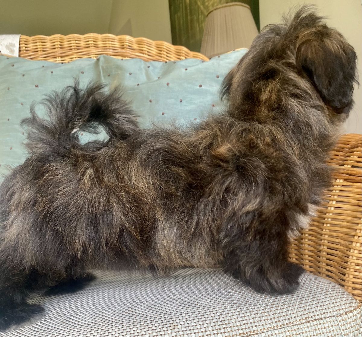 Havanese with red brindle coat coloring