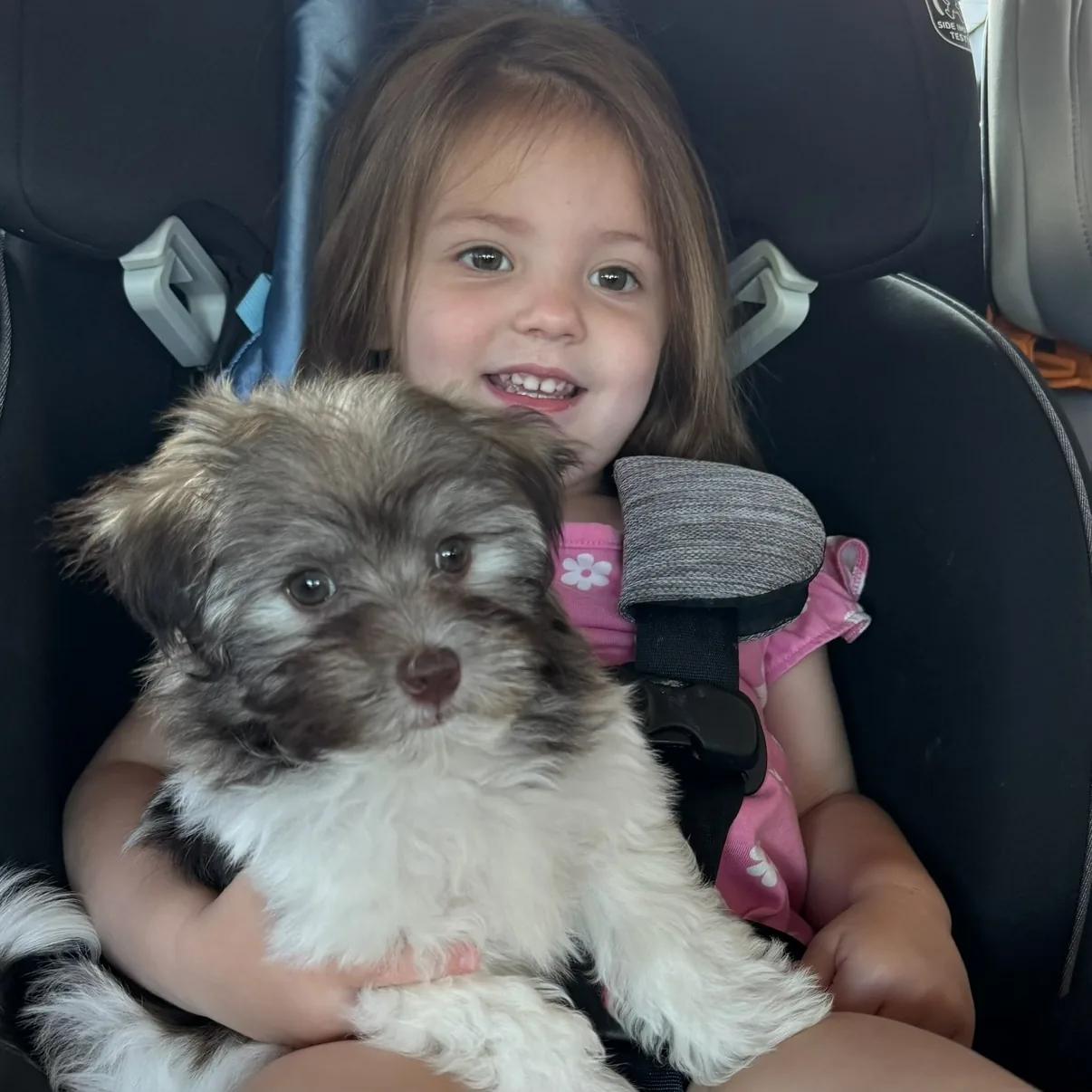 A smiling child cuddling a gray-and-white Havanese puppy