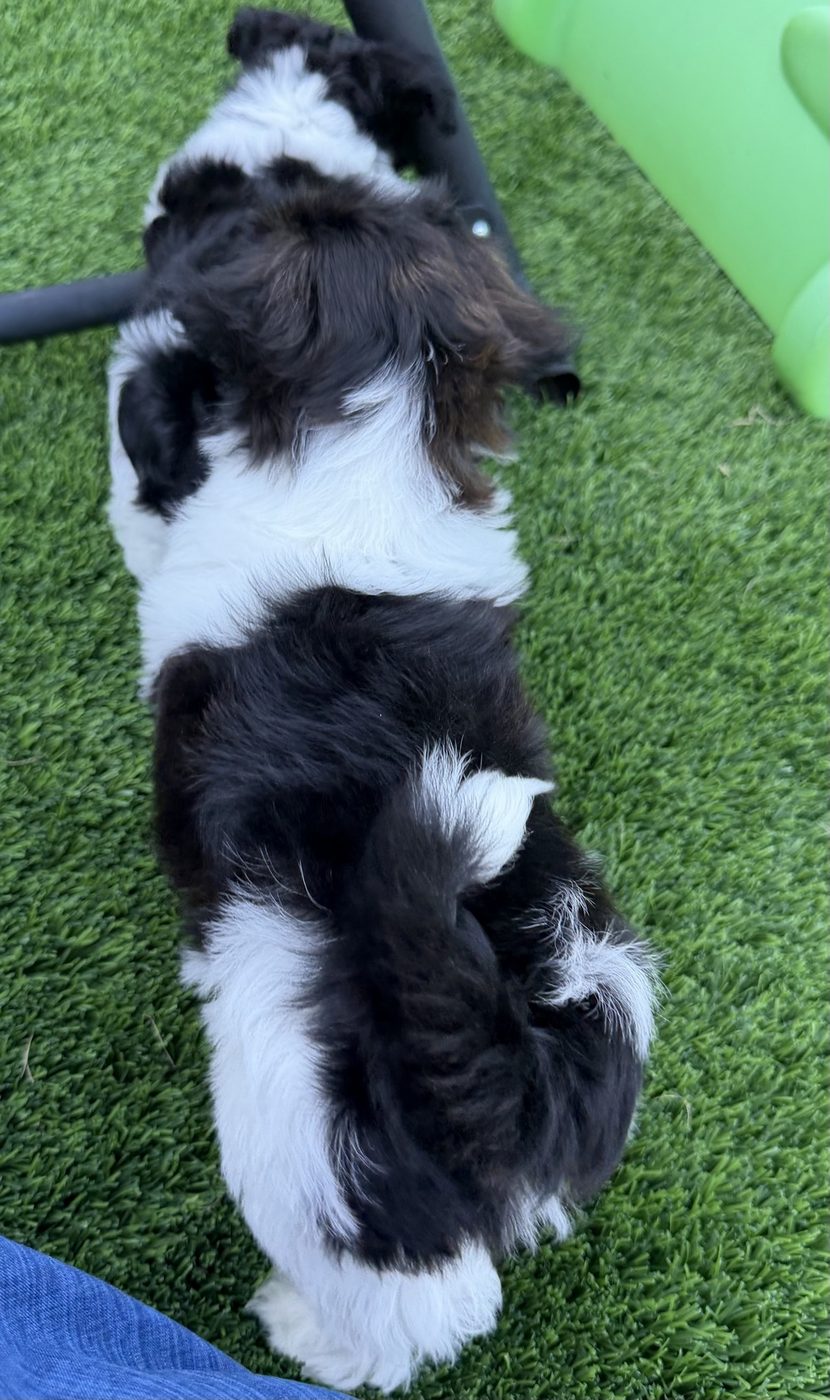 Biscuit playing with another Havanese puppy outdoors