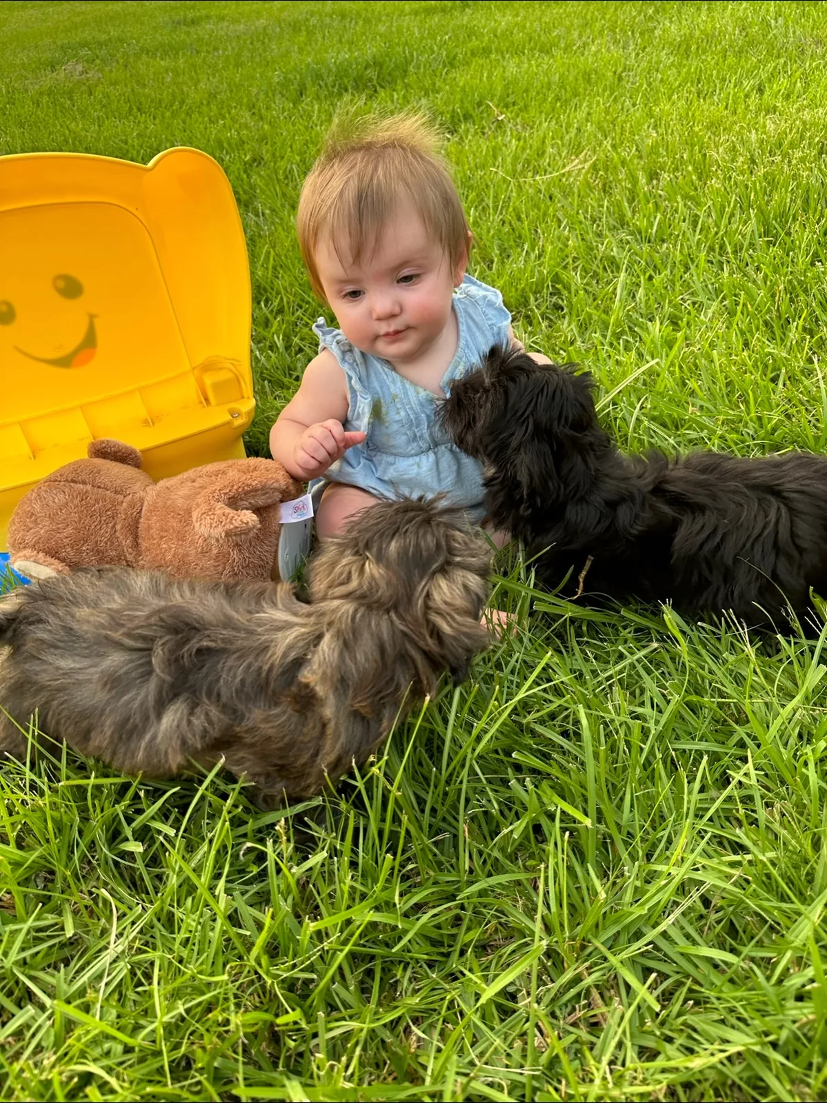 A baby sitting in the grass surrounded by Havanese puppies