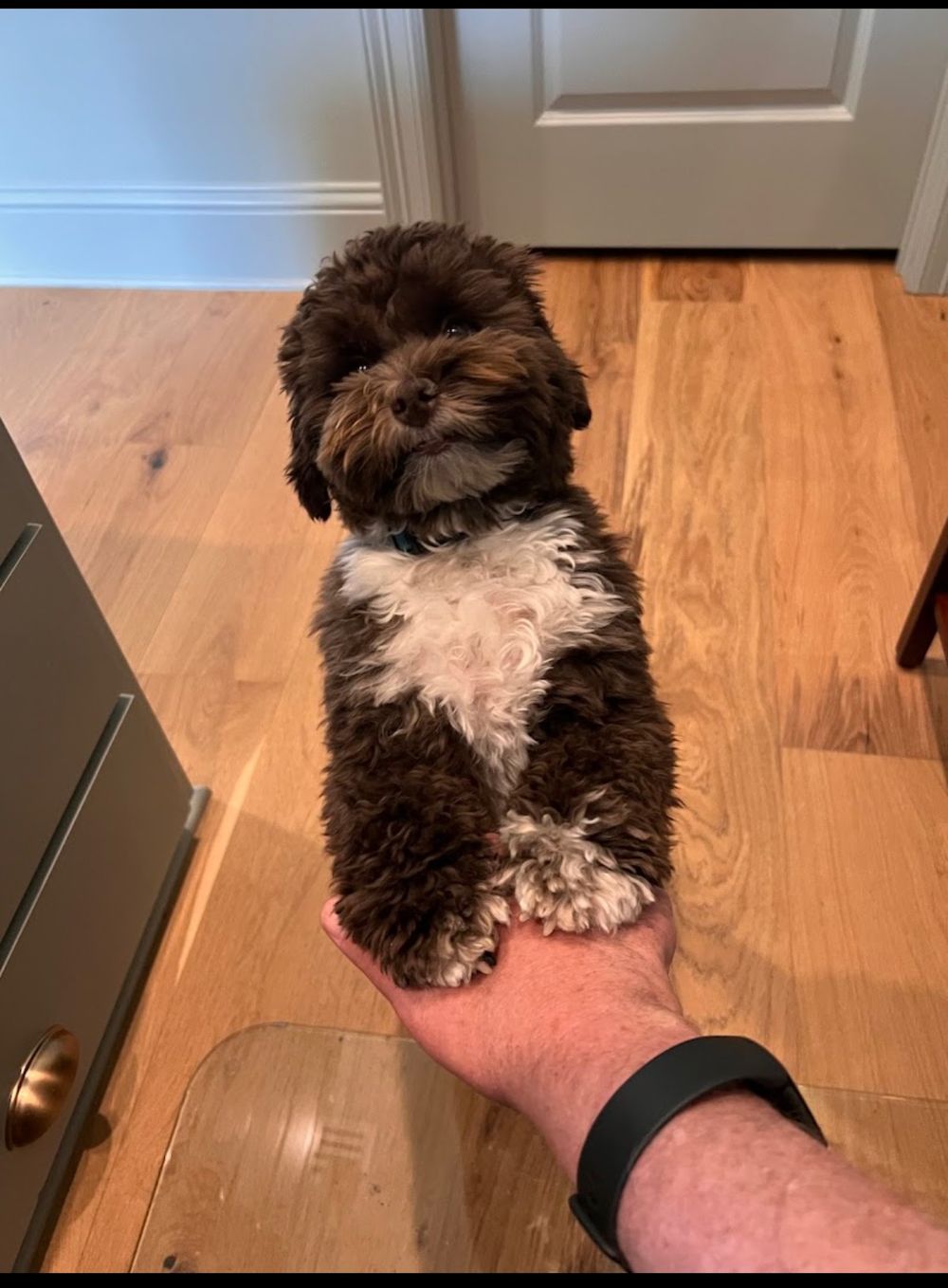 Dog photo shared with ricky ben’s Google review