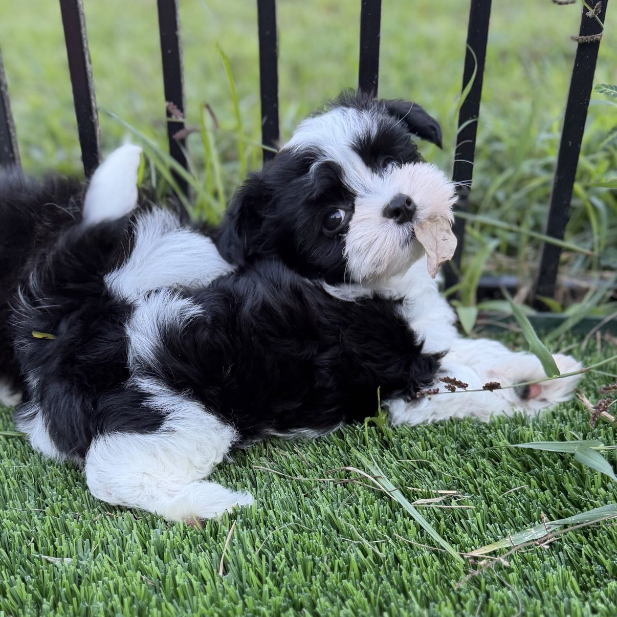 Benny lying playfully on the grass