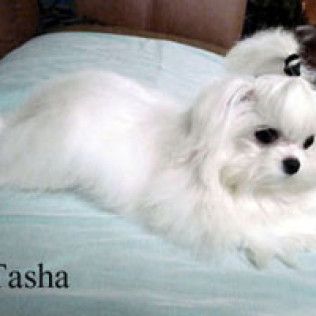 Tasha from the Southern Silks gallery