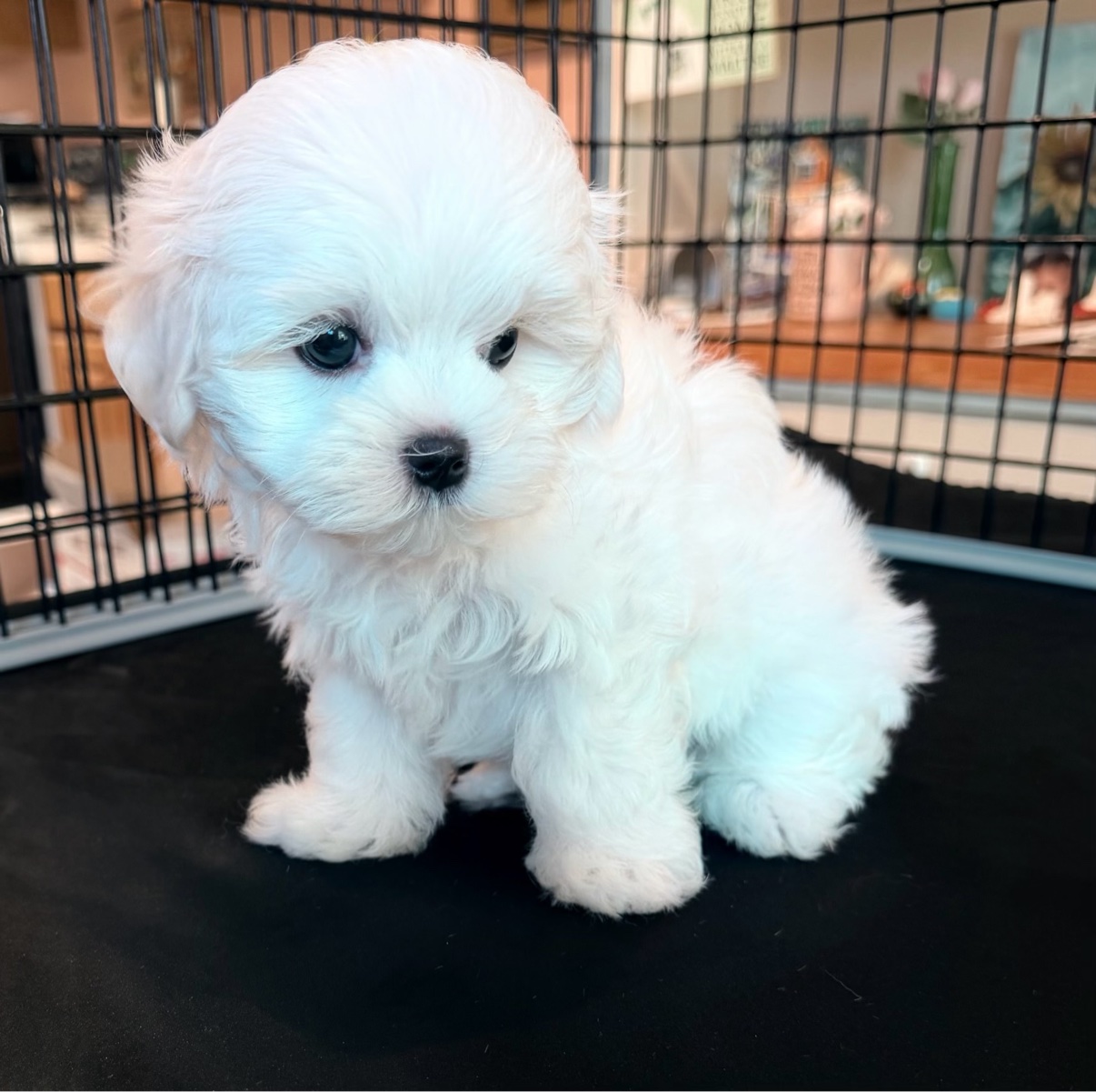 Daisy sitting in her playpen and looking toward the camera
