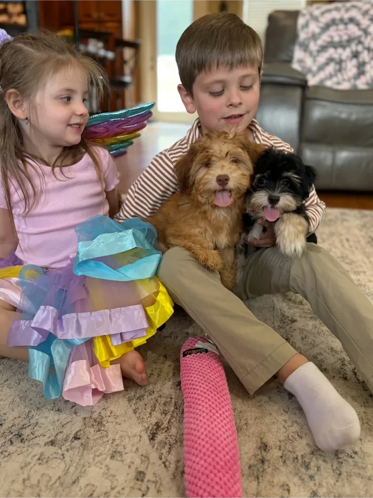 Children sitting together with two fluffy Havanese puppies