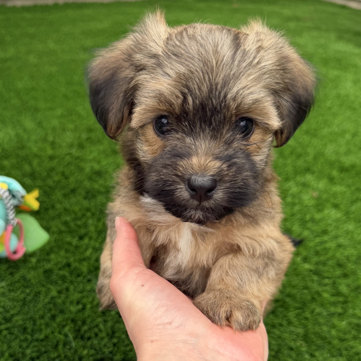 Bear being held in a hand and looking at the camera