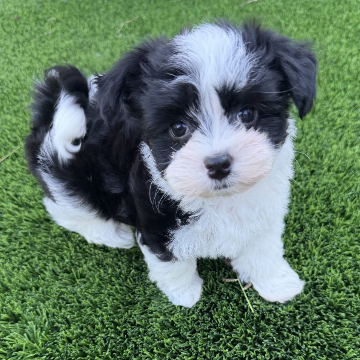 Benny, a black-and-white Havanese puppy, sitting in the grass