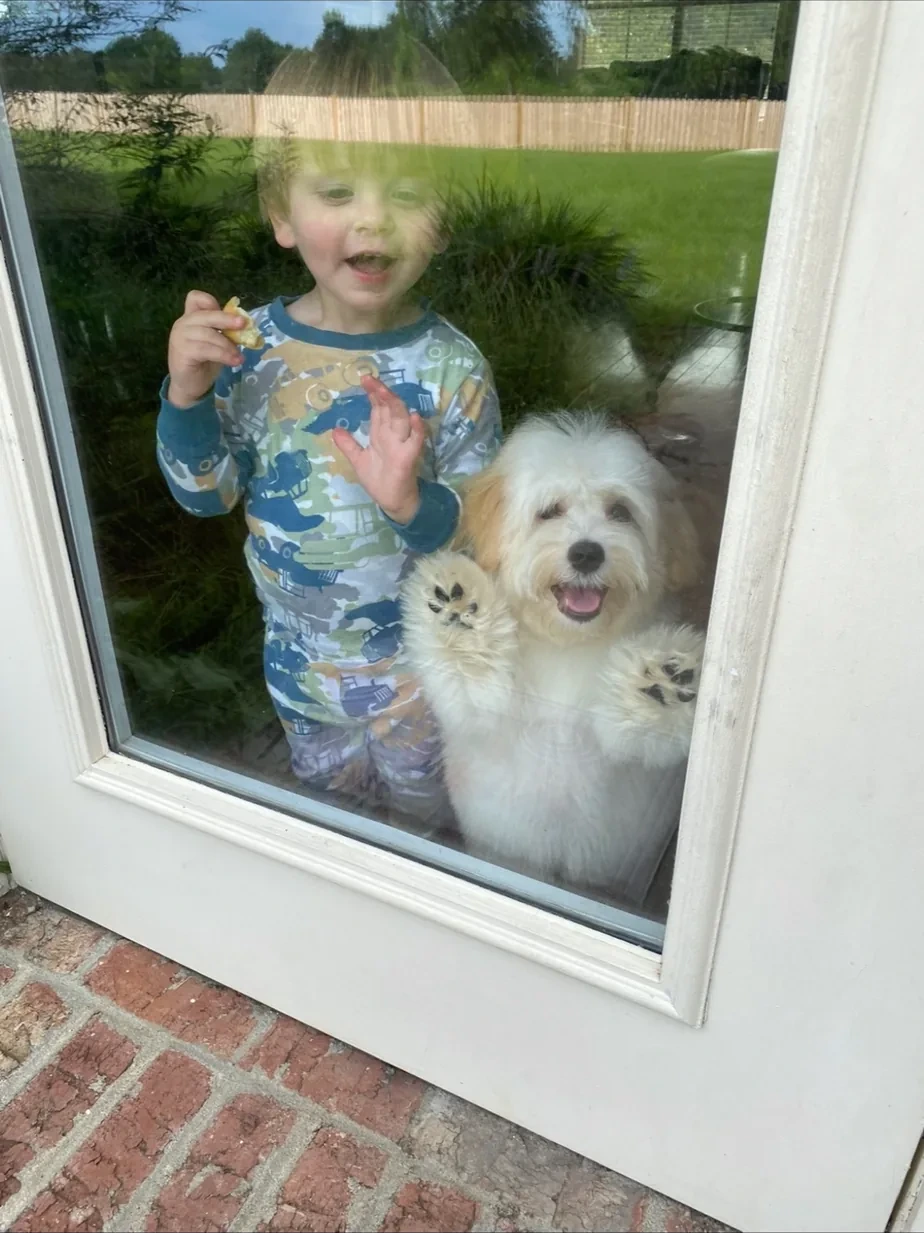 Children and a Havanese puppy greeting one another through the glass door
