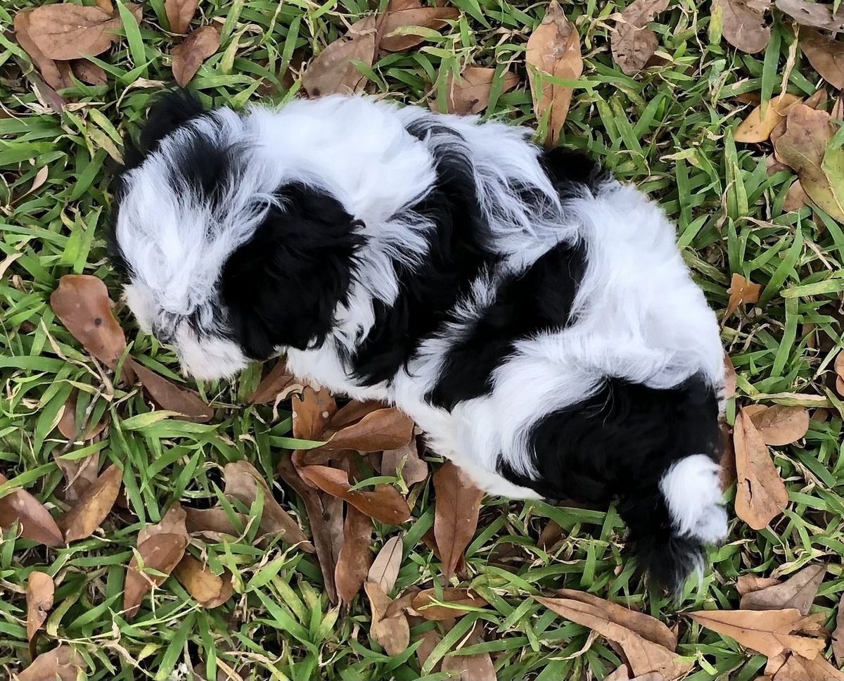 Havanese with black and white party coat coloring