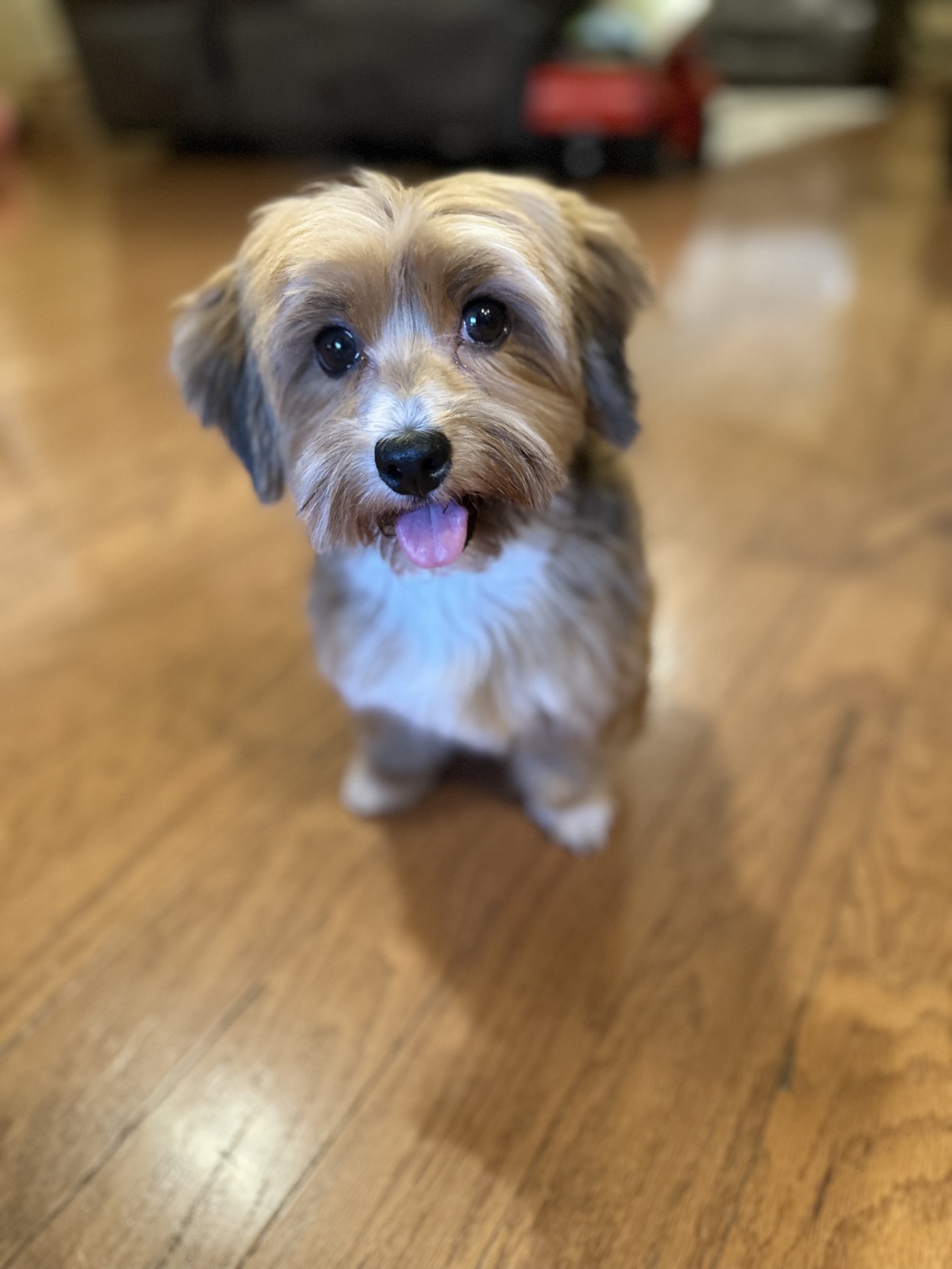 Sienna, Bear's mom, a tan and white Havanese sitting on a wood floor looking up at the camera