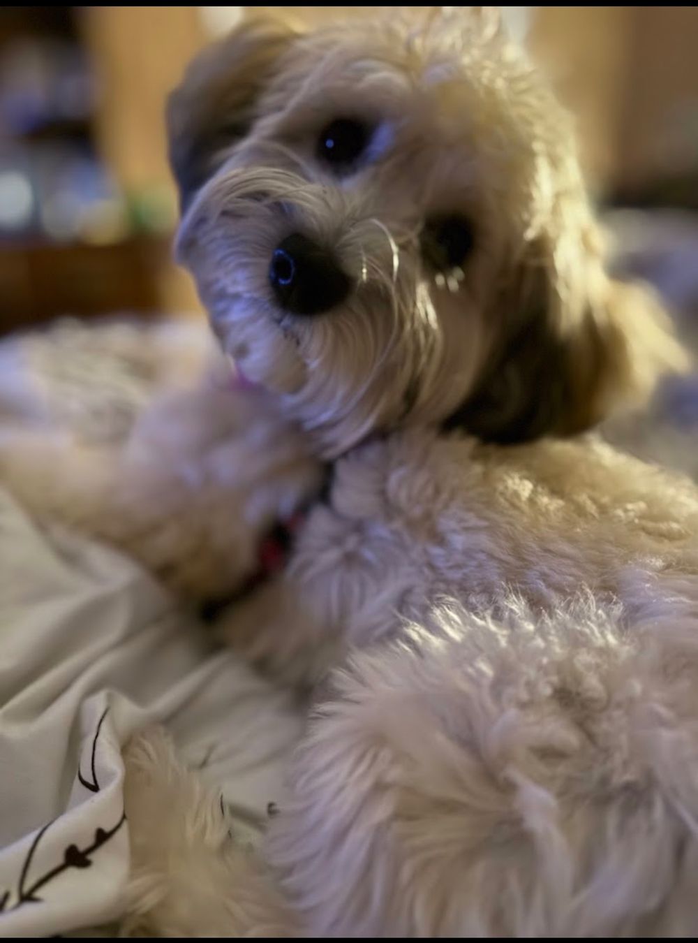 Dog photo shared with Laura Duhon’s Google review