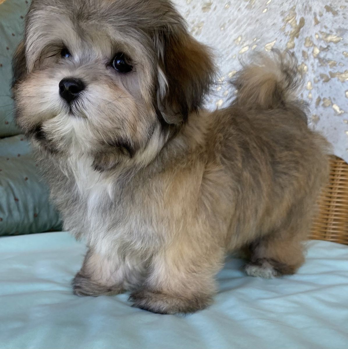 Havanese with red sable coat coloring