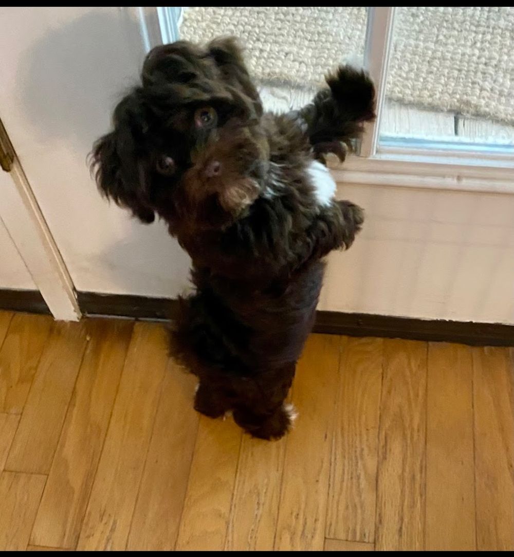 Dog photo shared with James Varney’s Google review
