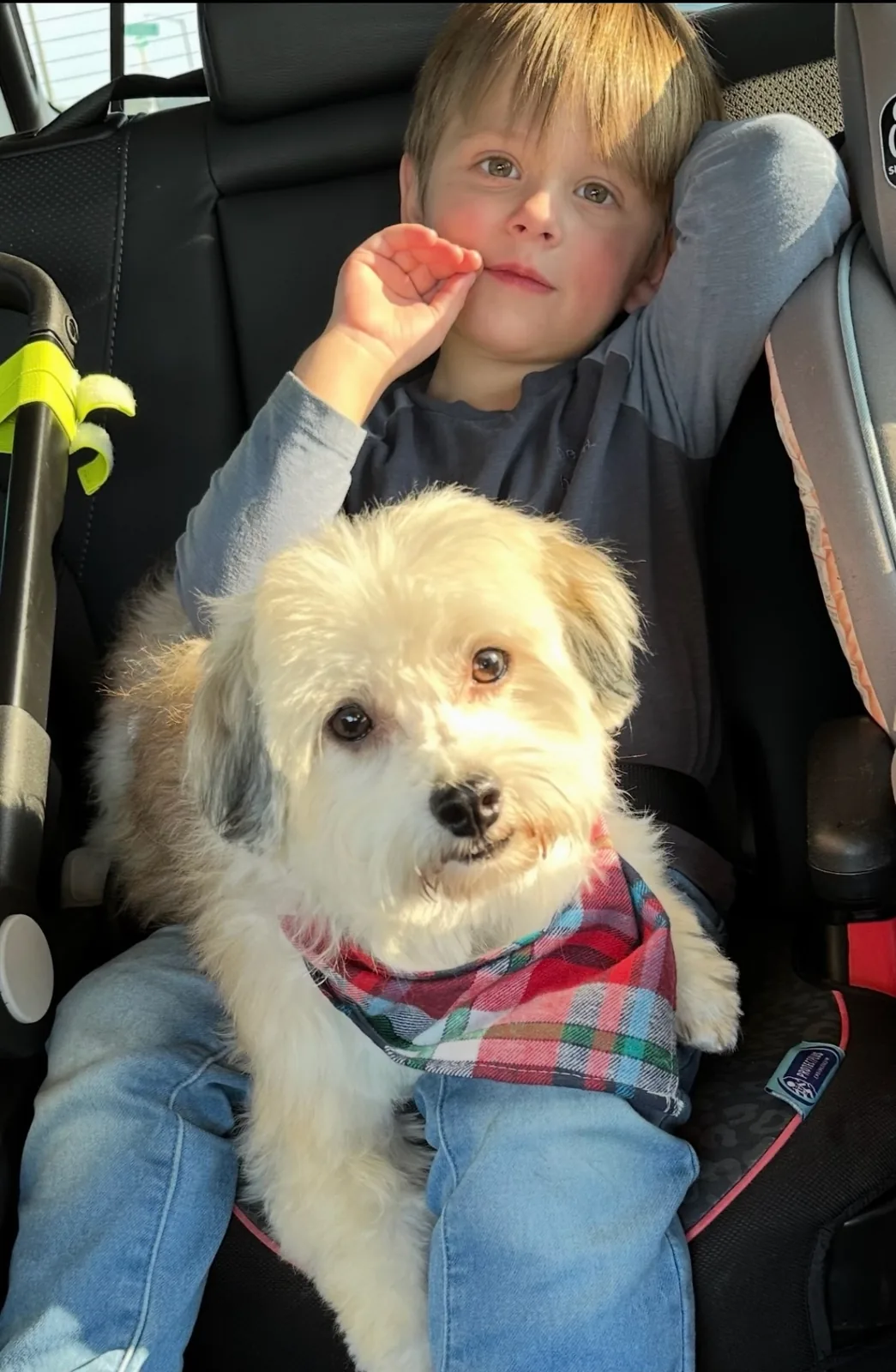 A light-colored Havanese puppy enjoying a cuddle
