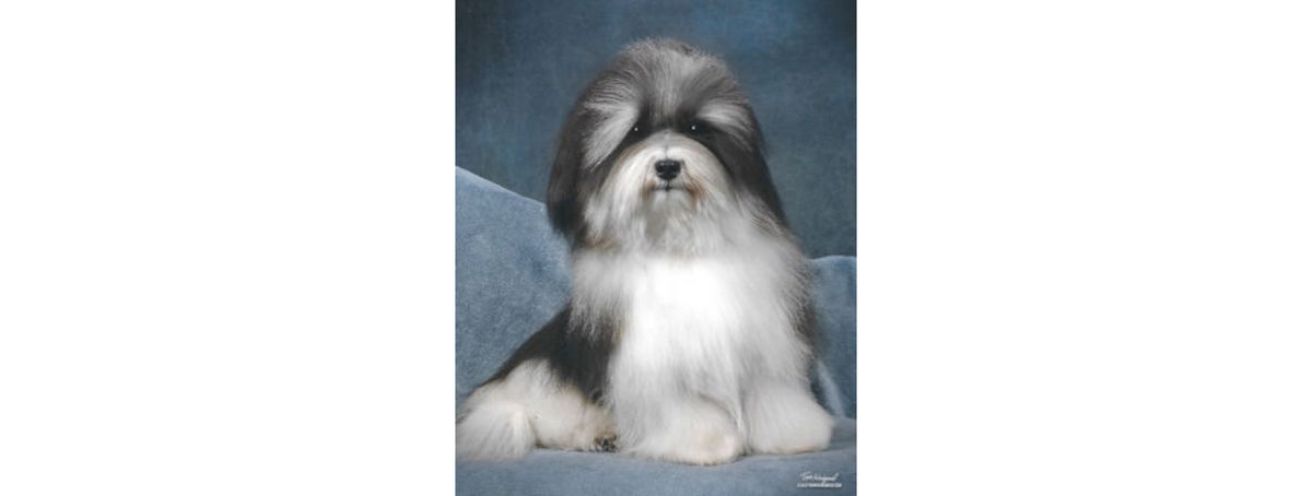 Southern Silks family, puppies, and program history