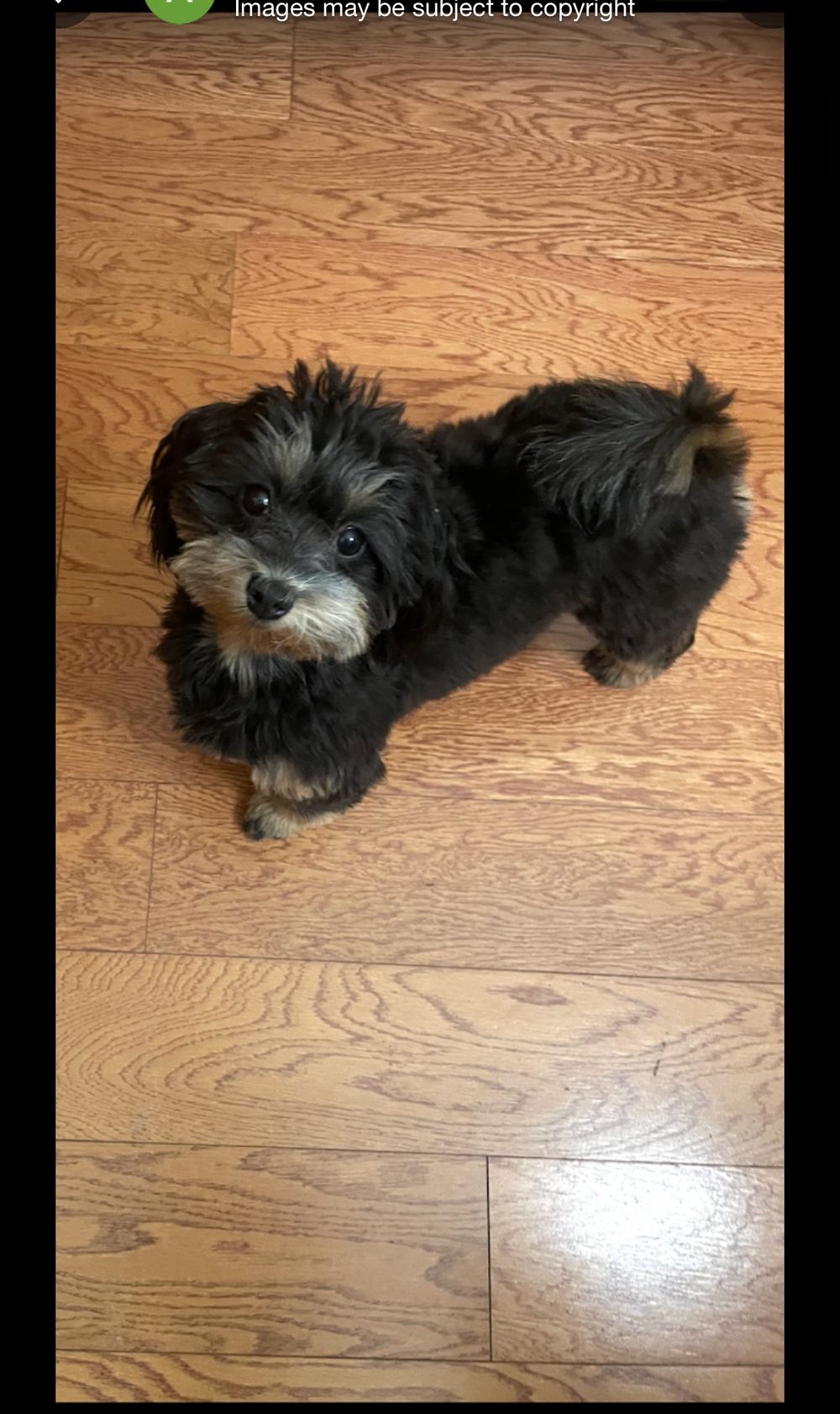 Dog photo shared with Andrea Dean’s Google review