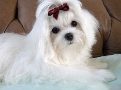 Southern Silks Maltese