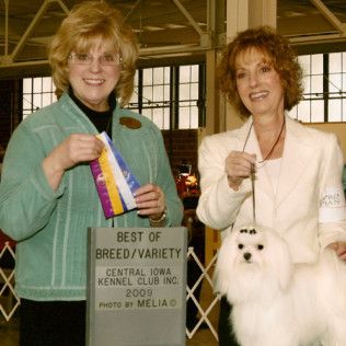 Beau, a Southern Silks champion