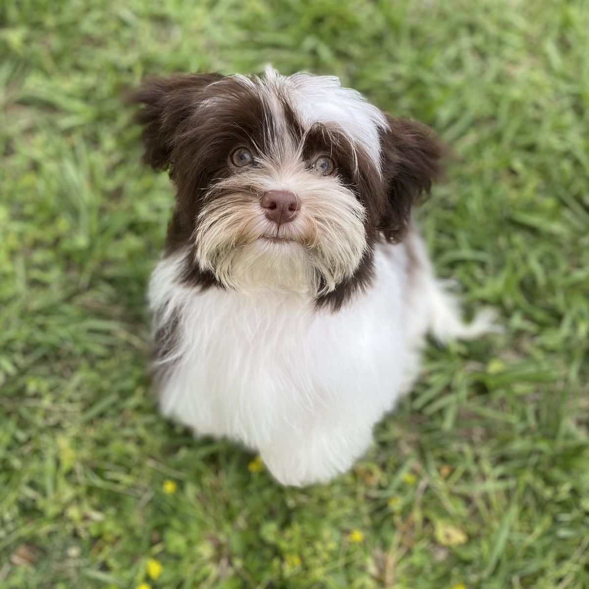 Havanese with chocolate/white party coat coloring