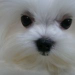 Sonny from the Southern Silks Maltese Doll Collection