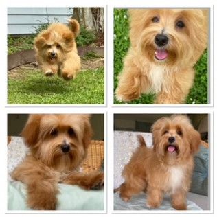 Joy — Havanese from the Southern Silks gallery