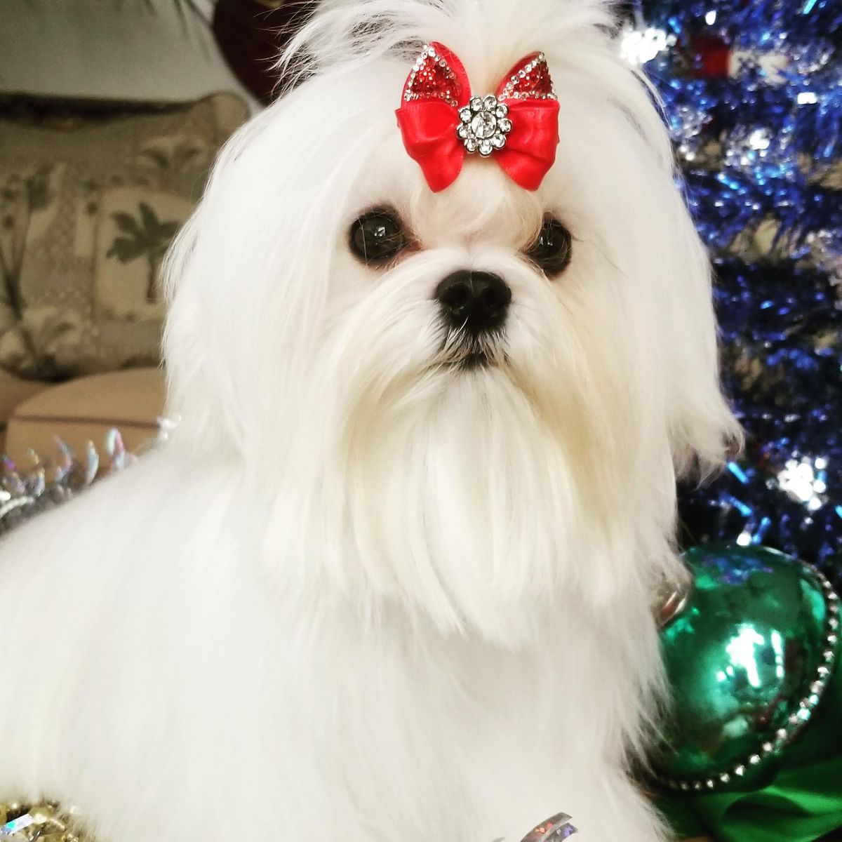 Valentino from the Southern Silks Maltese Doll Collection