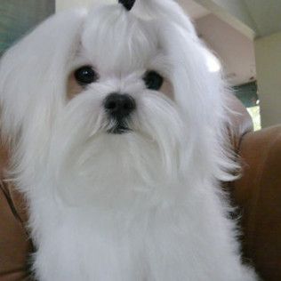 Louie from the Southern Silks gallery