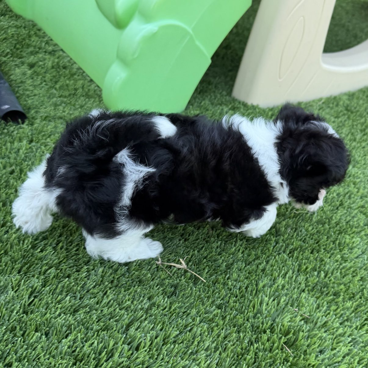 Benny exploring the grass beneath a green play structure