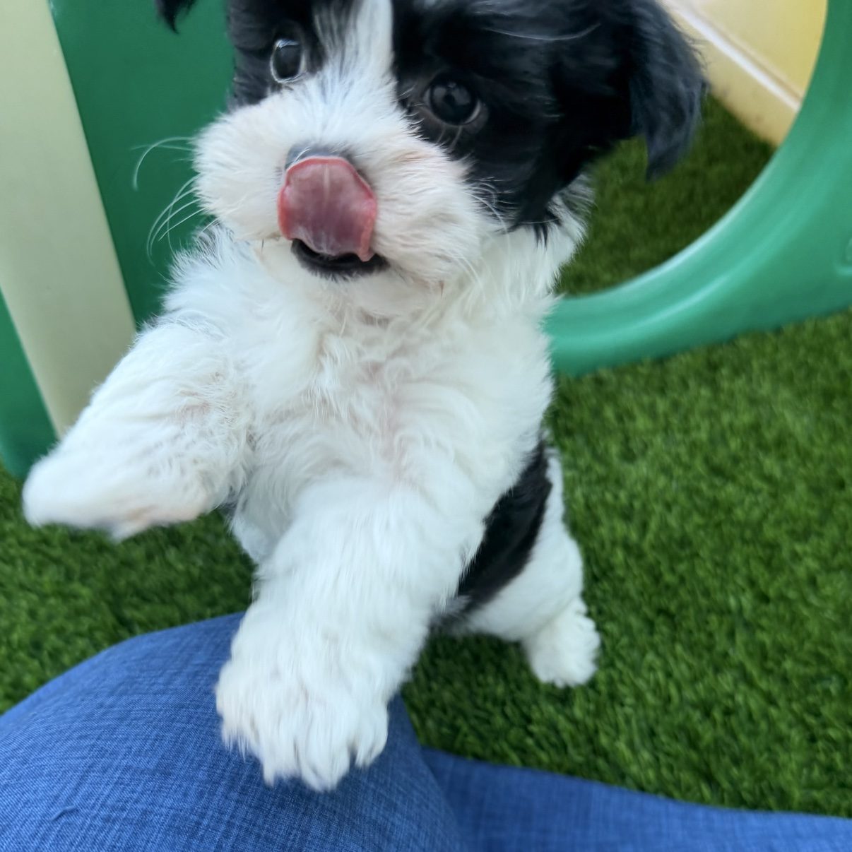 Benny leaning playfully on a blue seat outdoors