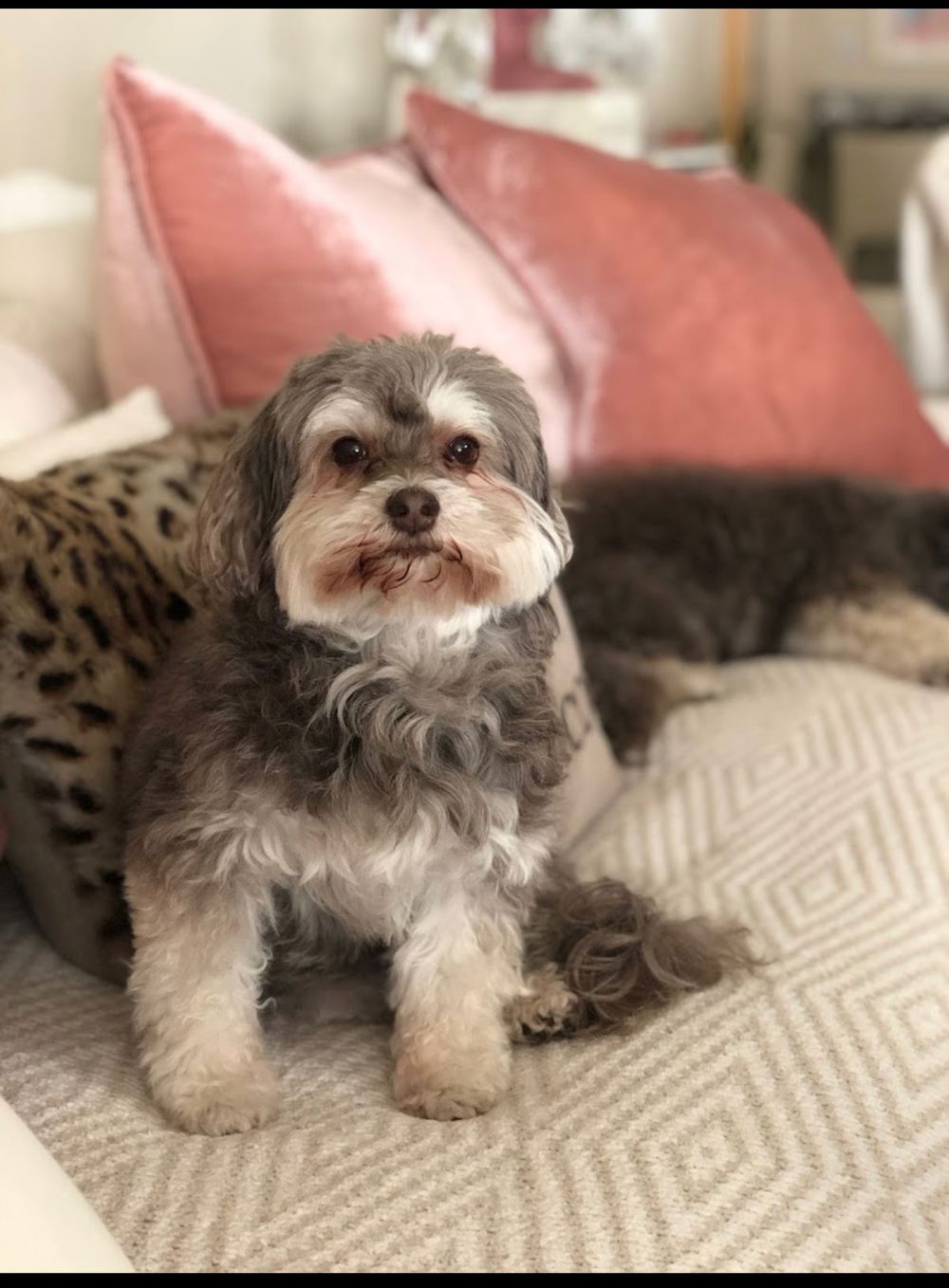 Dog photo shared with H Hall’s Google review
