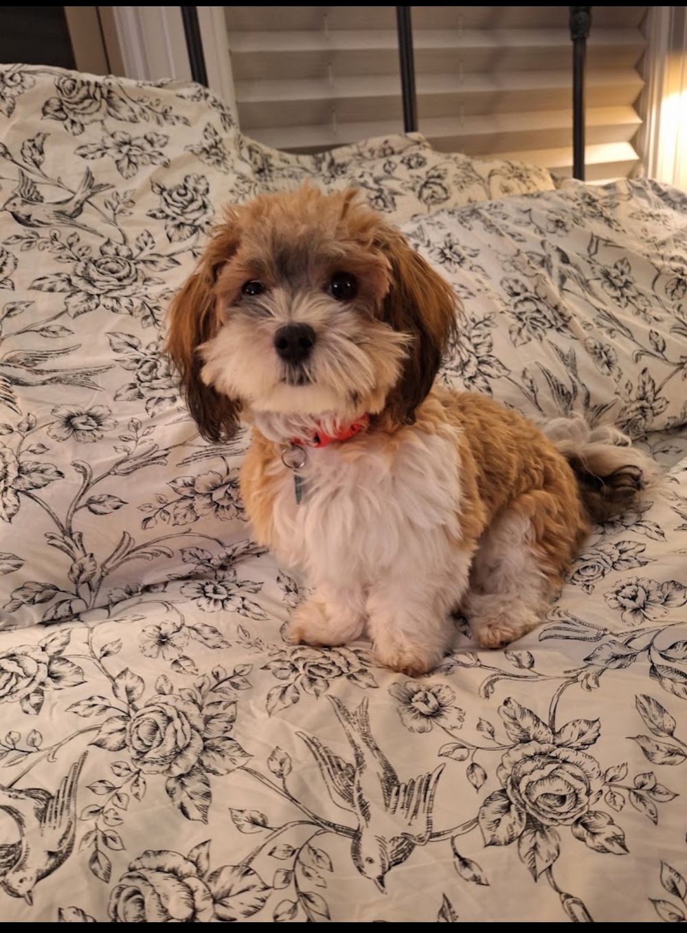Dog photo shared with Karen Rogosky’s Google review