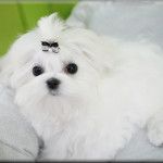 Tae Wang from the Southern Silks Maltese Doll Collection