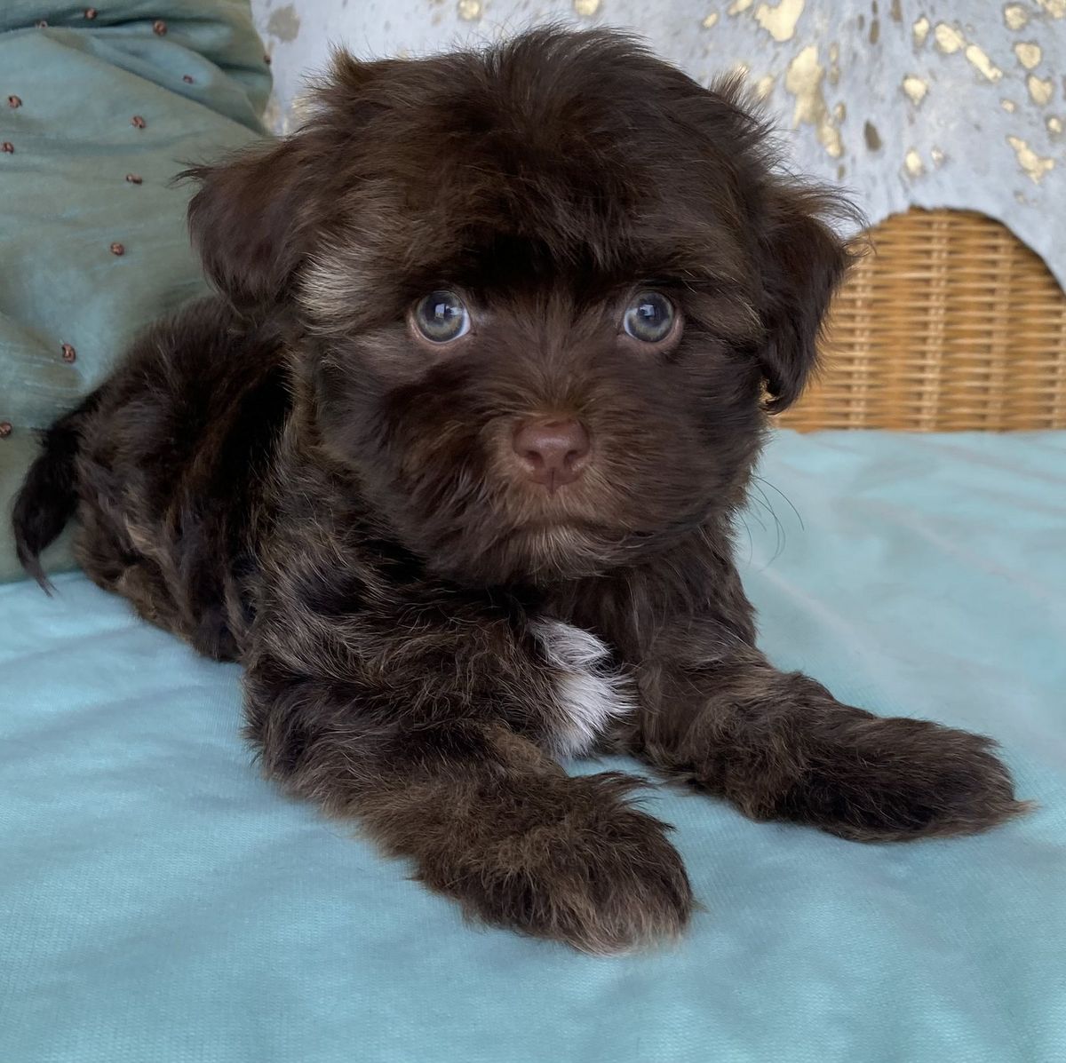 Havanese with solid chocolate coat coloring