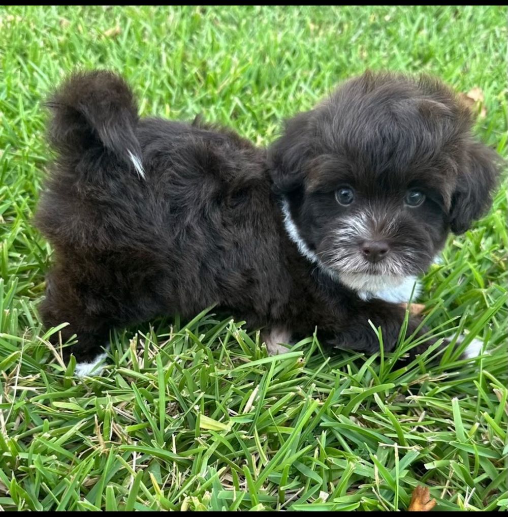 Dog photo shared with ricky ben’s Google review