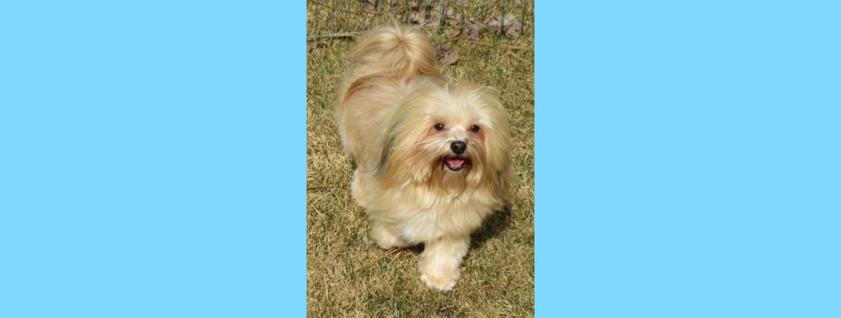 Southern Silks family, puppies, and program history