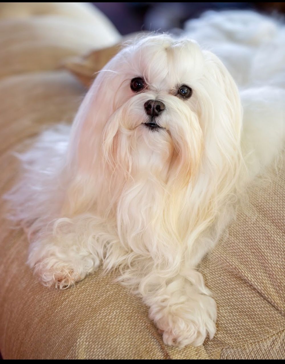 Dog photo shared with David Turko’s Google review