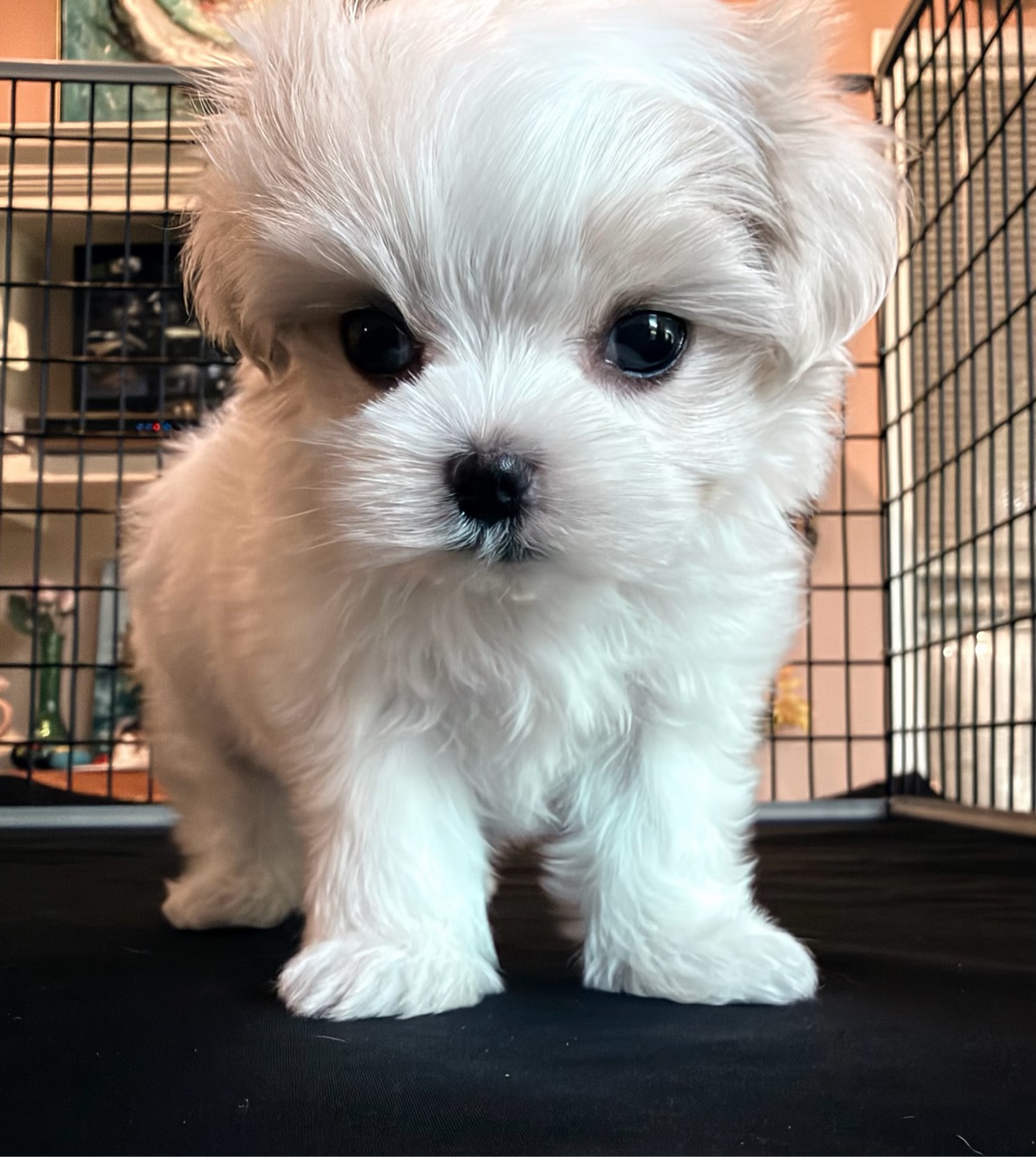 Angel standing and looking at the camera