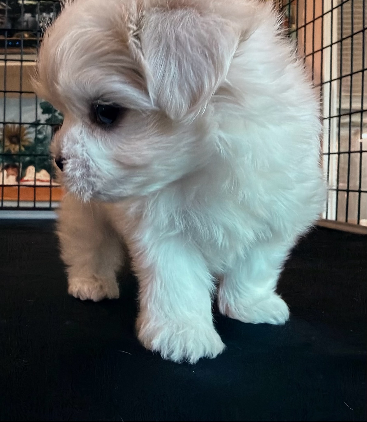 Angel standing in profile, showing her snow-white coat