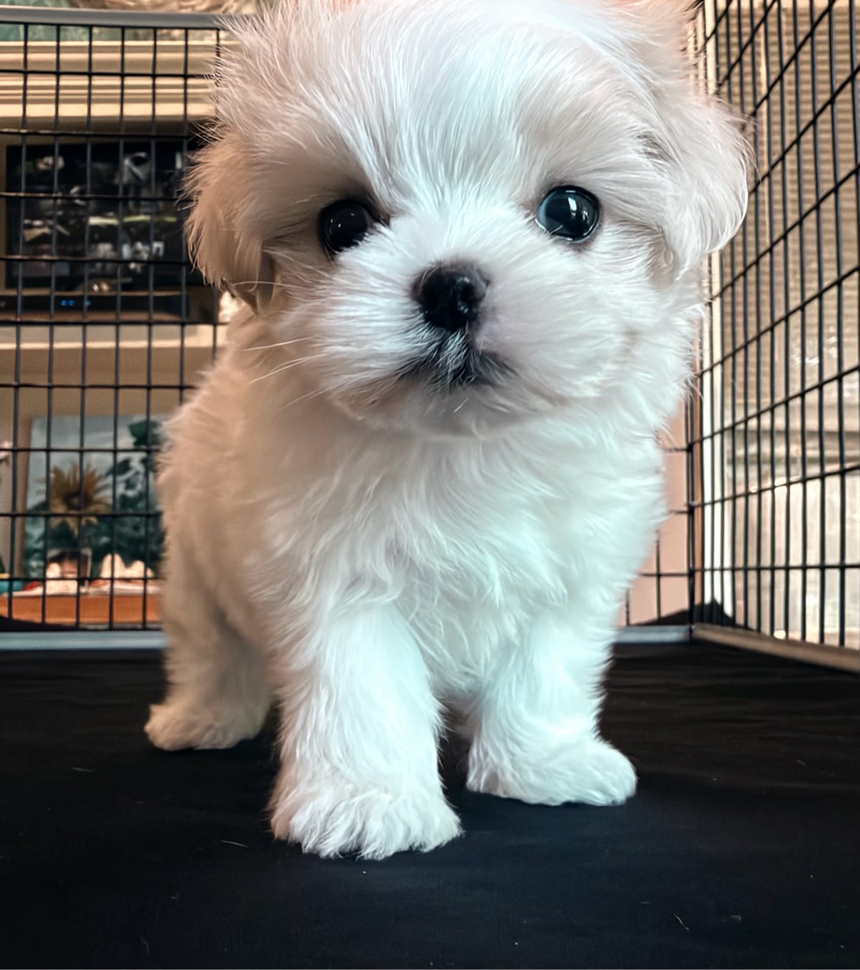 Angel sitting and facing the camera