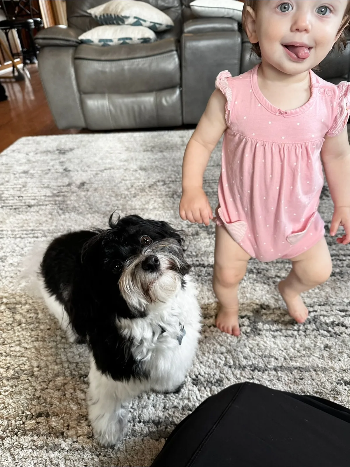 A toddler standing beside a black-and-white Havanese