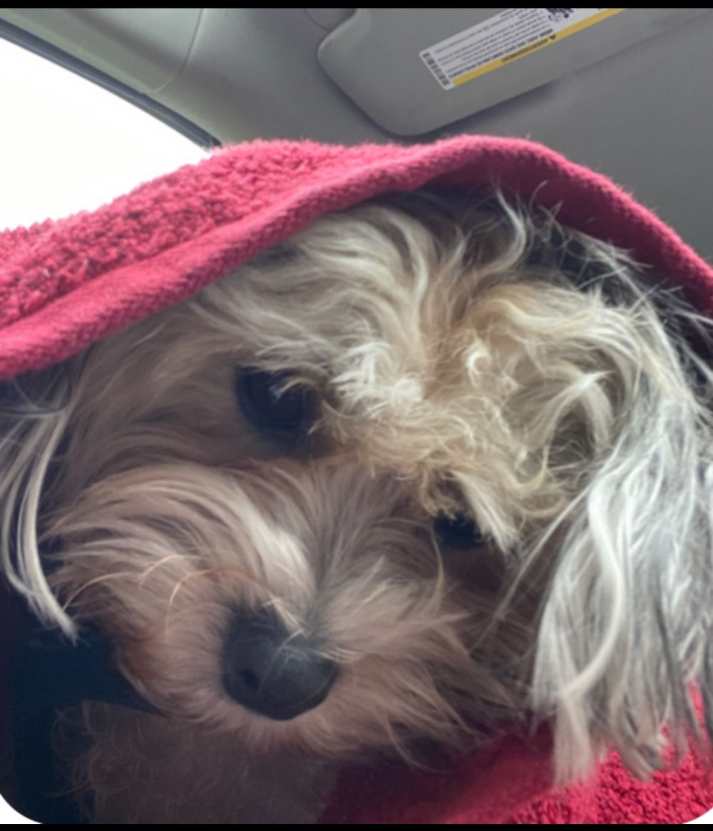 Dog photo shared with Sonia Taylor’s Google review
